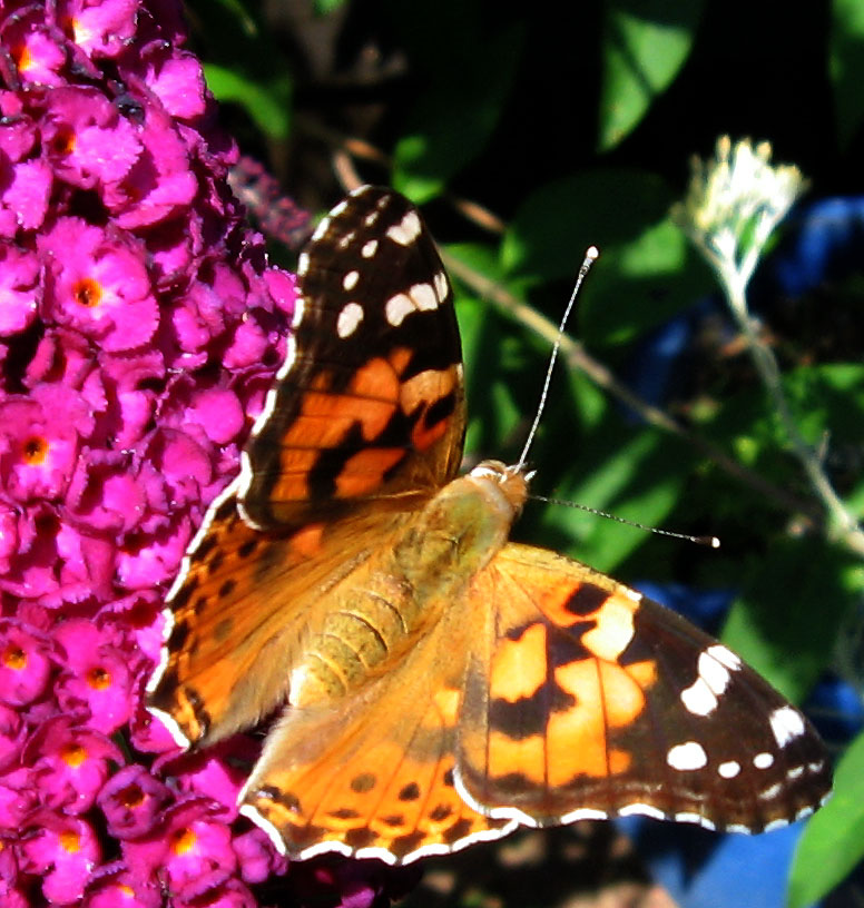 butterfly_3_.jpg (162459 bytes)