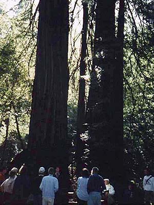 redwood2.jpg (43688 bytes)