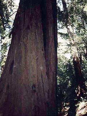 redwood3.jpg (44602 bytes)