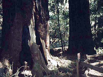 redwood5.jpg (46855 bytes)